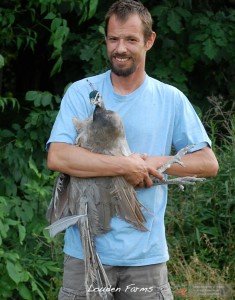 Jay with an Opal Peacock