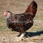 Bantam Russian Orloff