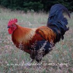 Black Copper Marans