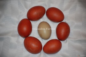 Black Copper Marans Eggs surrounding an Olive Egg in center. 