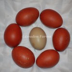 Black Copper Marans Eggs surrounding an Olive Egg in center.